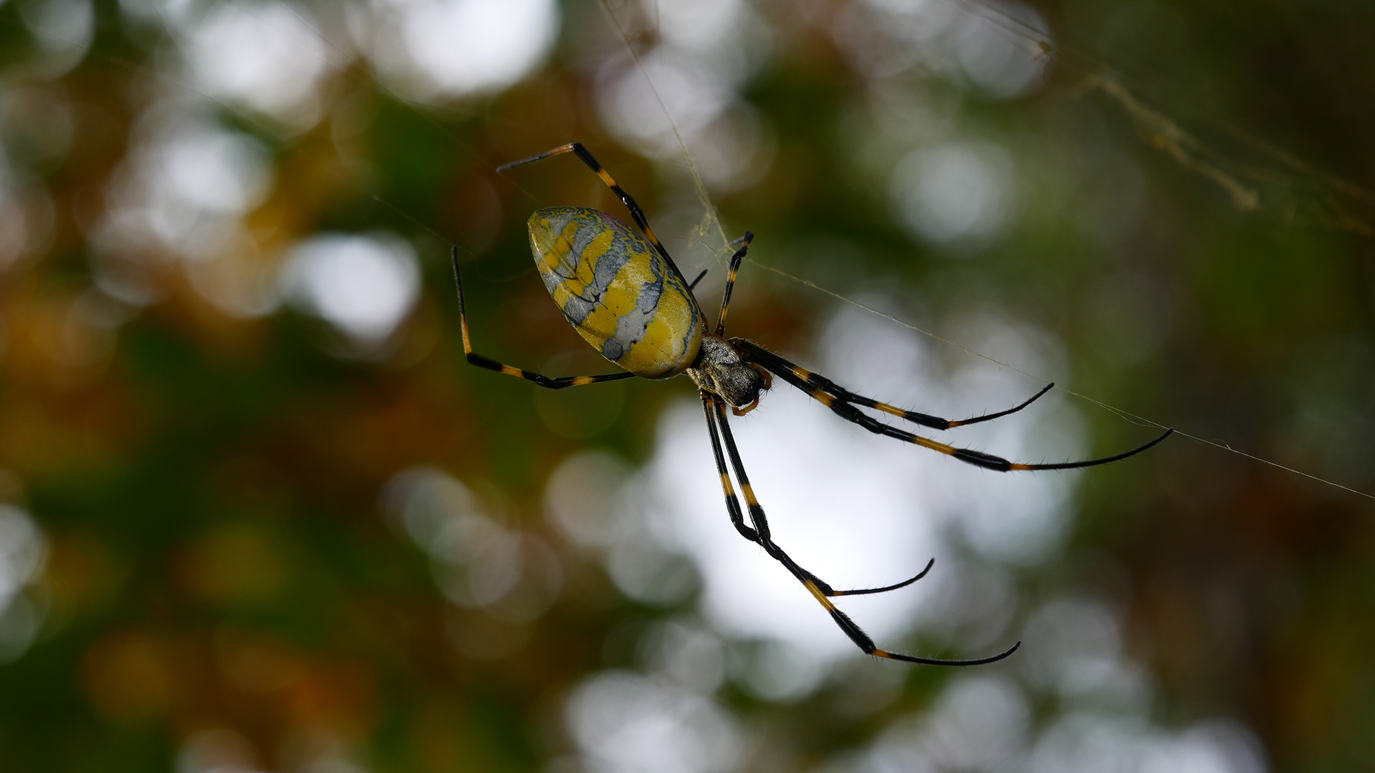 The Joro spider is a large, golden-yellow, orb-weaving spider native to East Asia.