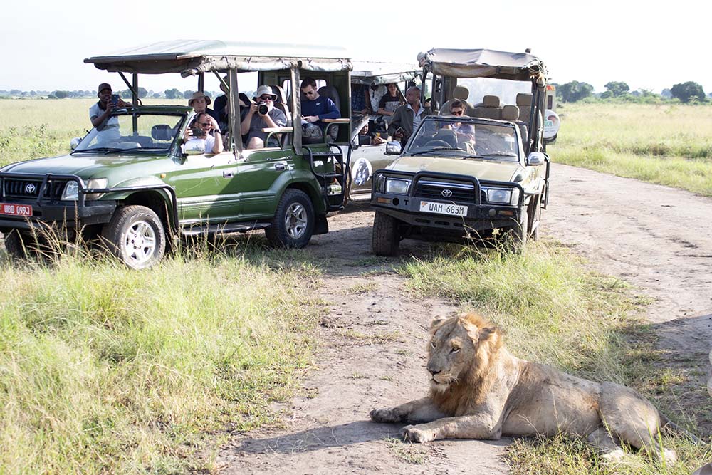 A lion finds shade among group's the safari vehicles.