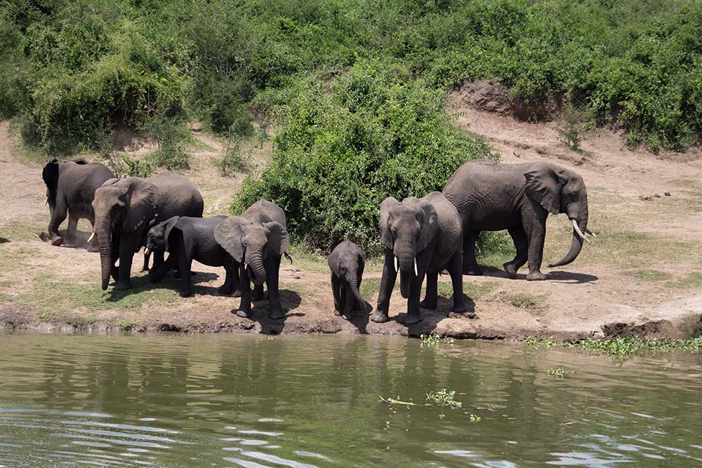 The group saw a herd of elephants while on a Kazinga Channel boat excursion.