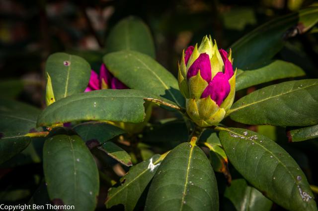 /arboretum/data/catalog/318/S/_1984_Catawba_Rhododendron_Boursault-13.jpg