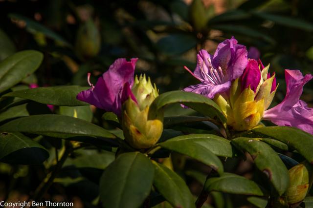 /arboretum/data/catalog/318/S/_1984_Catawba_Rhododendron_Boursault-32.jpg