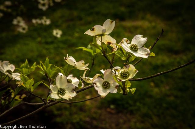 /arboretum/data/catalog/319/S/_543_Flowering_Dogwood-18.jpg