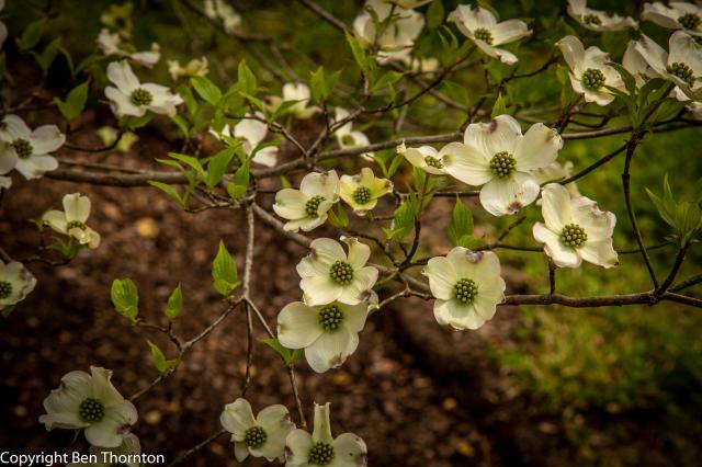 /arboretum/data/catalog/319/S/_543_Flowering_Dogwood-19-2.jpg