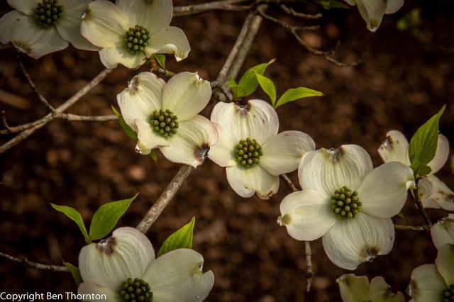 /arboretum/data/catalog/319/S/_543_Flowering_Dogwood-20-2-2.jpg