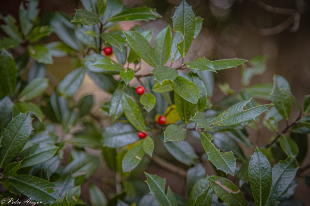 /arboretum/data/catalog/338/S/_1439_Foster's_Holly.png